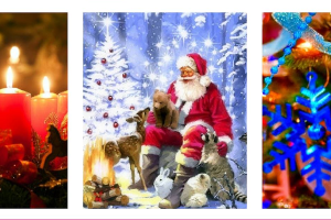 Chrismas concert